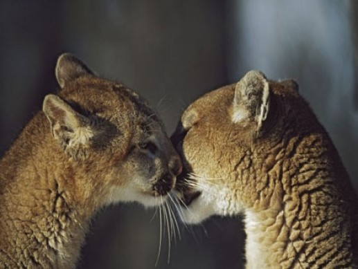 Cách động vật hôn 4
