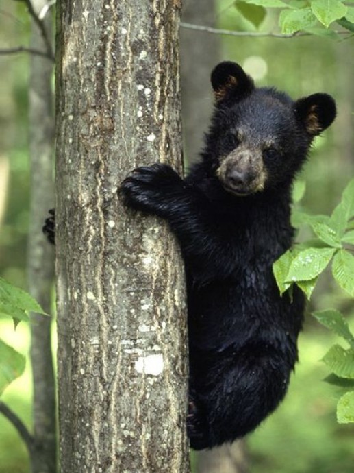 Gấu cub đen