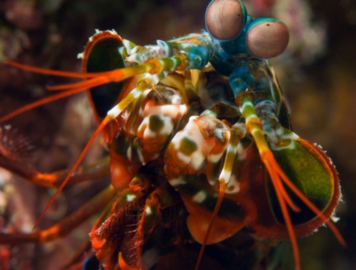 Sinh vật đa sắc màu trong lòng đại dương 1