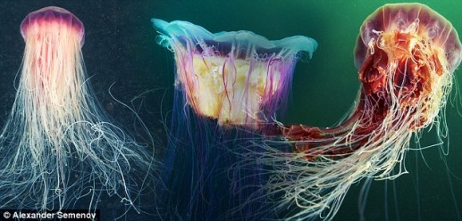 Vẻ đẹp loài sứa bờm sư tử dưới biển băng Bắc cực Nga 1