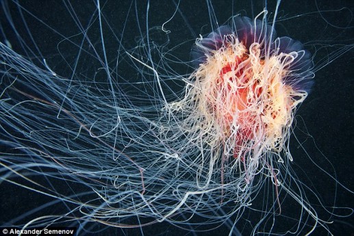 Vẻ đẹp loài sứa bờm sư tử dưới biển băng Bắc cực Nga 3
