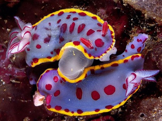 Sinh vật đa sắc màu trong lòng đại dương 4