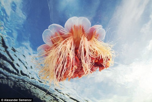 Vẻ đẹp loài sứa bờm sư tử dưới biển băng Bắc cực Nga 4