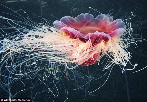 Vẻ đẹp loài sứa bờm sư tử dưới biển băng Bắc cực Nga 5