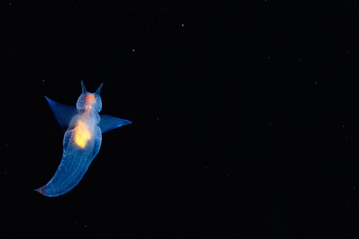 Thế giới sinh vật biển rực rỡ 6