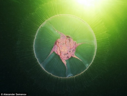 Vẻ đẹp loài sứa bờm sư tử dưới biển băng Bắc cực Nga 6