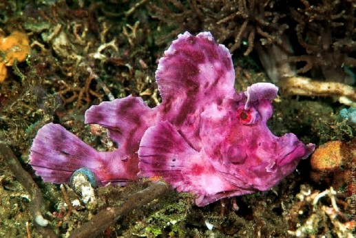 Sinh vật đa sắc màu trong lòng đại dương 9