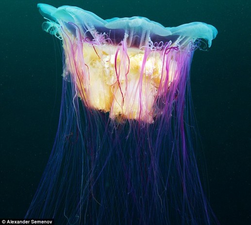 Vẻ đẹp loài sứa bờm sư tử dưới biển băng Bắc cực Nga 9