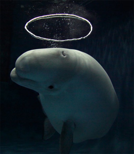 Cá voi Beluga