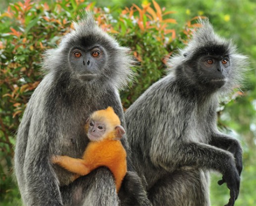 Gia đình khỉ
