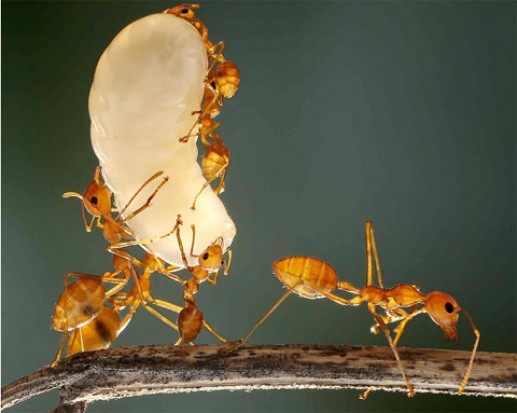 Đàn kiến vàng khiêng một con nhộng