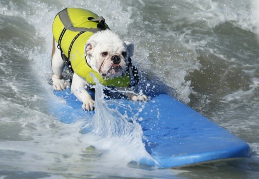 Chó lướt sóng 1