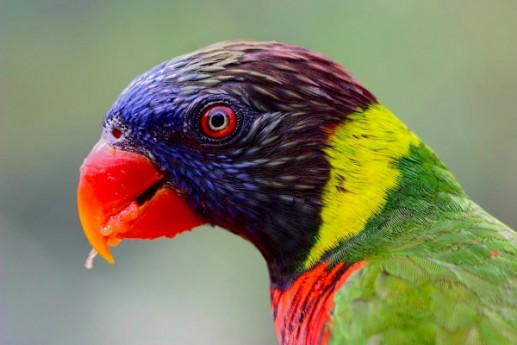 Ngỡ ngàng ảnh đẹp Top 25 loài chim dại 1