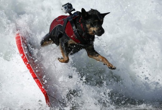 Chó lướt sóng 11