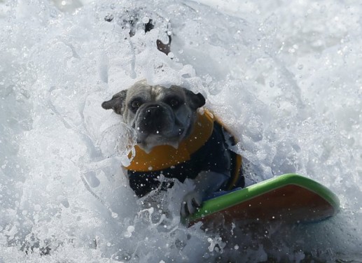 Chó lướt sóng 12