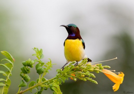 Ngỡ ngàng ảnh đẹp Top 25 loài chim dại 15