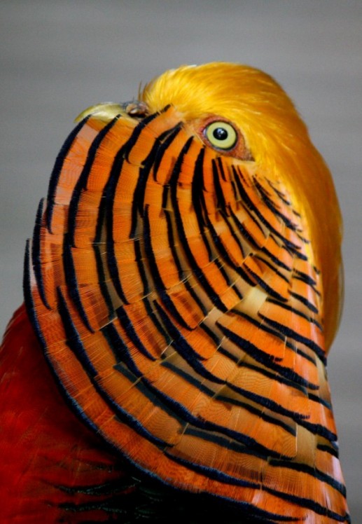 Ngỡ ngàng ảnh đẹp Top 25 loài chim dại 17