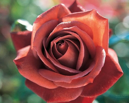 Hoa hồng 5
