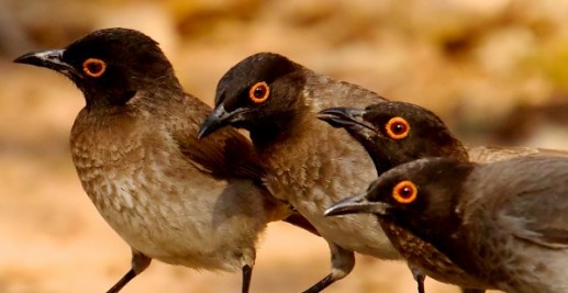 Ngỡ ngàng ảnh đẹp Top 25 loài chim dại 24