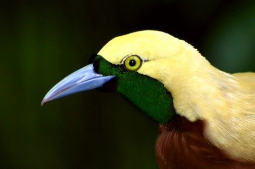 Ngỡ ngàng ảnh đẹp Top 25 loài chim dại 3