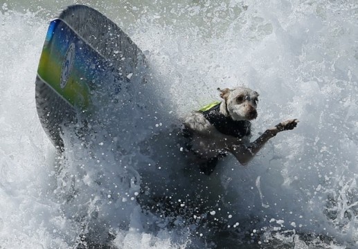 Chó lướt sóng 4
