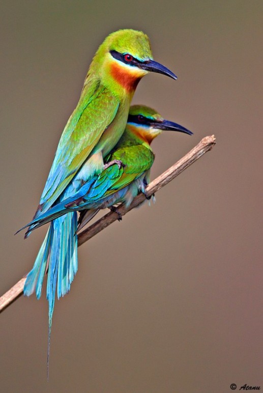 Ngỡ ngàng ảnh đẹp Top 25 loài chim dại 5