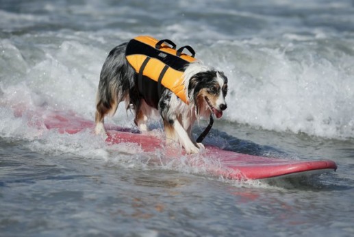 Chó lướt sóng 7