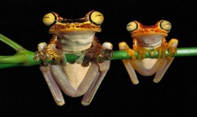 Những chú ếch dễ thương