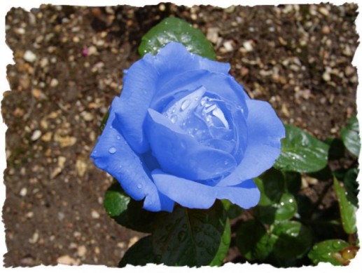 Hoa hồng xanh 6