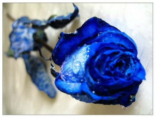 Hoa hồng xanh 
