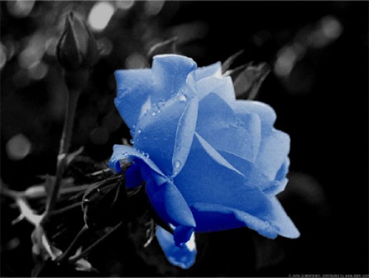 Hoa hồng xanh 5