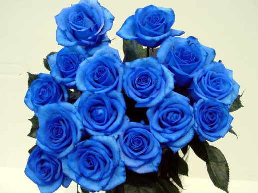 Hoa hồng xanh 4