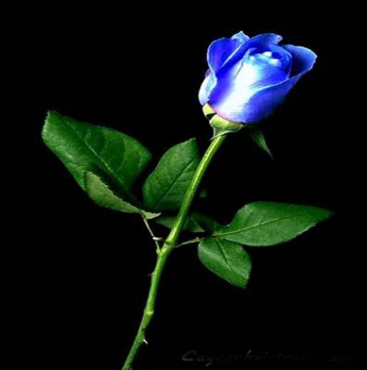 Hoa hồng xanh 3