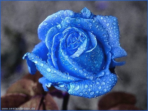 Hoa hồng xanh 2