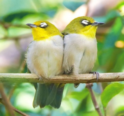 Ảnh đẹp về các loài chim 4