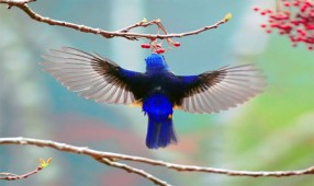 Ảnh đẹp về các loài chim