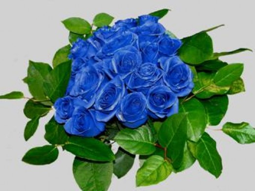 Hoa hồng xanh 9
