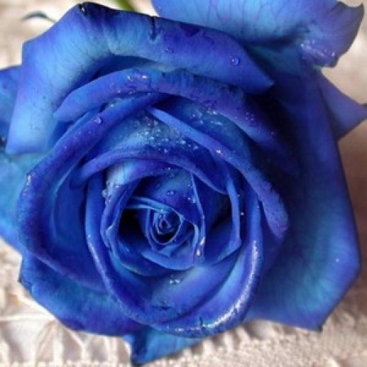 Hoa hồng xanh 14