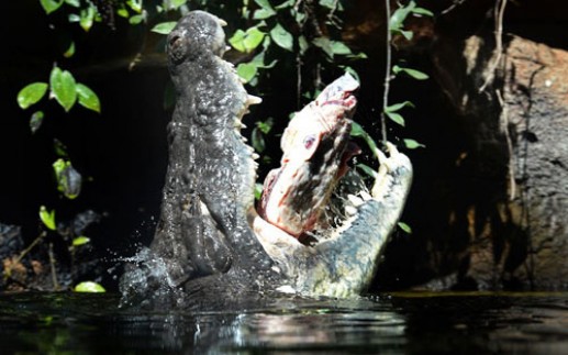Cá sấu nhận bữa ăn đầu tiên