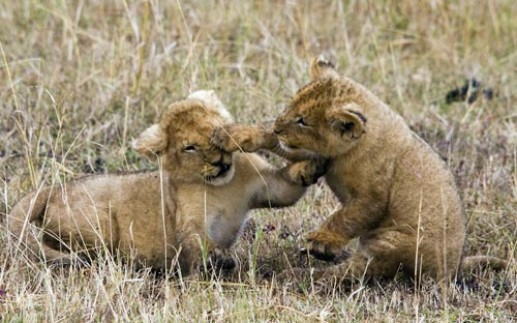 Sư tử nhỏ đánh nhau