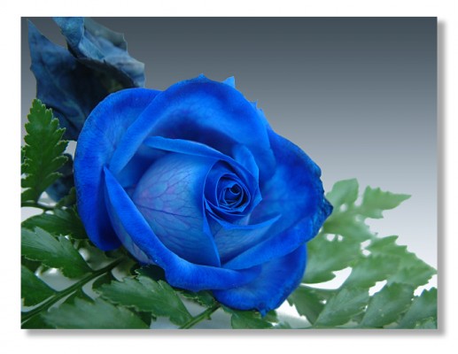 Hoa hồng xanh 8
