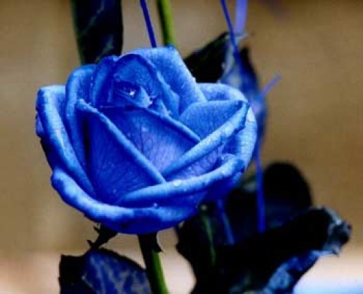 Hoa hồng xanh 12