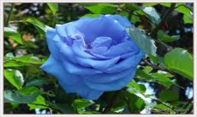 Huyền bí Hoa hồng xanh