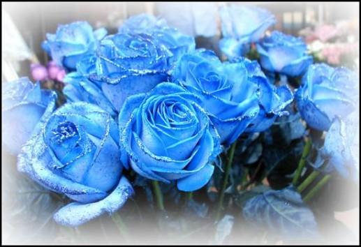 Hoa hồng xanh 10