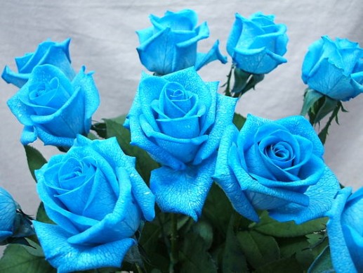 Hoa hồng xanh 11