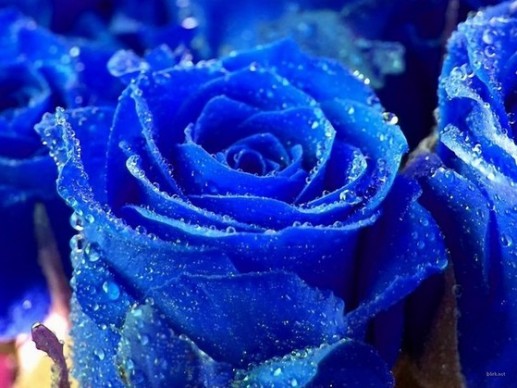 Hoa hồng xanh 16