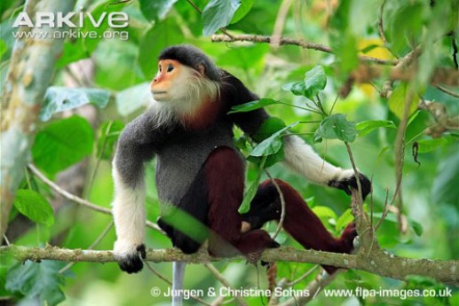Theo quan niệm của người Việt, thịt các loài khỉ nói chung - trong đó có chà vá chân đỏ - là thứ "thần dược" dành cho nam giới.