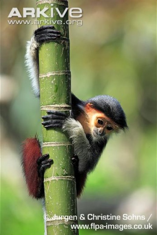 Chúng là một trong số ít các loài khỉ trên thế giới có màu sắc khá rực rỡ.