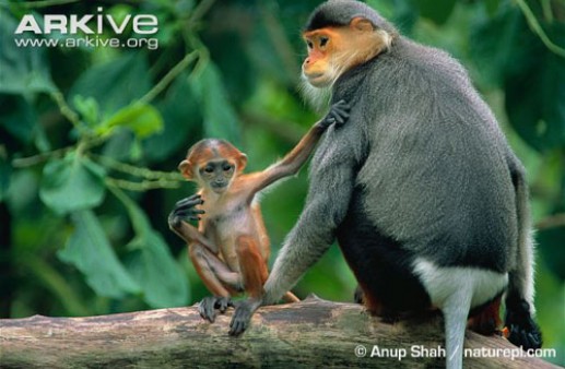 Tiếc thay, loài khỉ tuyệt đẹp này đang bị đe dọa nghiêm trọng trong tự nhiên.