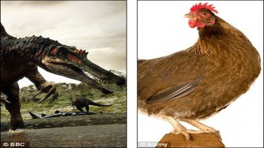 Tái sinh khủng long… từ gà? 
